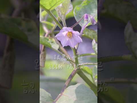 肉質Ｑ彈，中等身材的嬌娘茄🍆，一起來認識它吧！#里仁有機蔬果