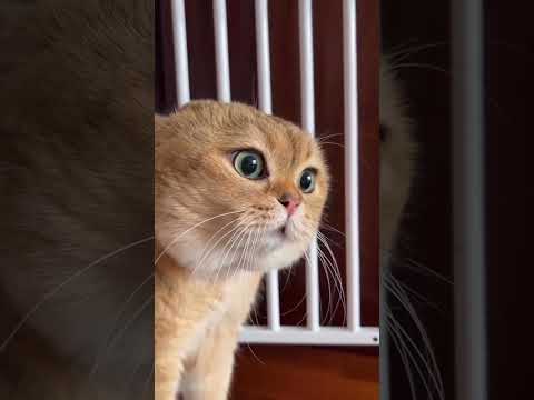 #newfunnyvideo #shortvideo #shortvideo #Cat