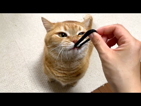 ゴムパッチンのスリルが大好きな猫w