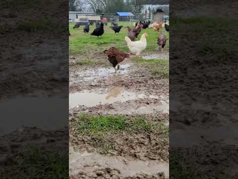 pastured chicken farming #pastureraised