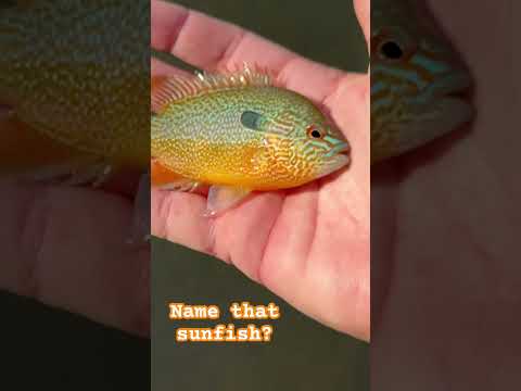 Colorful creek sunfish