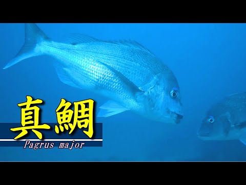 [Red seabream] Traditional Japanese festive fish / Pagrus major