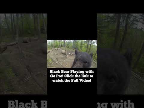 Go Pro Surviving Black Bear! #wildlife #gopro #blackbear