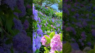 The hydrangea garden at Shimoda town 下田公園のあじさい #shorts #japan #flowers #伊豆 #紫陽花