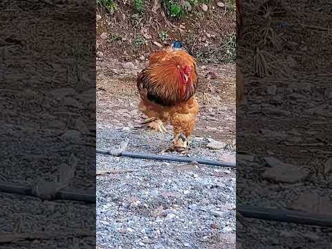 Massive Brahma Rooster| #fjfarms #roosters #brahma #backyardchicken #dualpurpose #farmlife #shorts