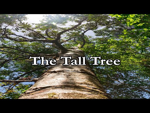 STORYTIME - by TKING N MINISTRIES - The Tall Tree (TKING)