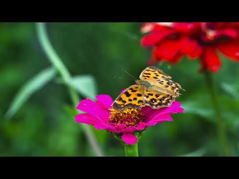 Butterfly on Flower | Copyright Free Video Footage