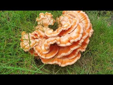 The "Other" Chicken Mushroom: Laetiporus cincinnatus