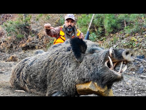 TOP GIANT WILD BOAR HUNTS - MUHTEŞEM AZILI DOMUZ VURUŞLARI