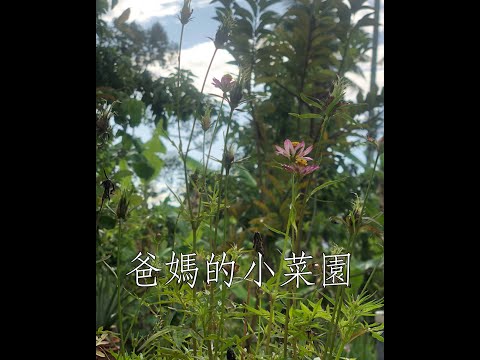 #Shorts 爸媽的小菜園 | 一天一分鐘 Day 40