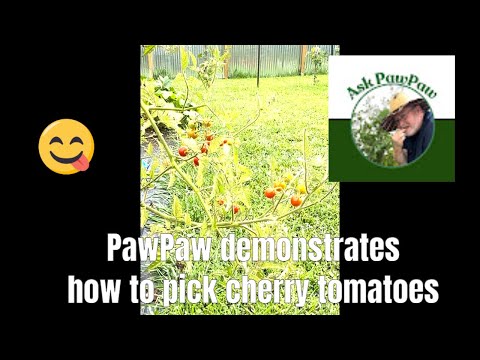 How To Pick Cherry Tomatoes According To PawPaw