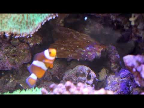 人工橘公子小丑和多毛香菇珊瑚Ocellaris Clownfish（Captive-Bred）& Mushroom Coral