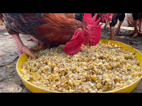 Raising free range chickens for meat and eggs - Make your own organic chicken feed from cooked corn.