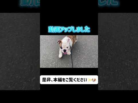 動画アップしました！✨　是非、本編をご覧ください😌💓　9月27日産まれのフレブルちゃんのご紹介＆お散歩デビューした子たちの様子お見せします！