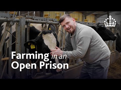 Farming in an Open Prison: How Prisoners Are Rebuilding Lives Through Dairy Cow Farming