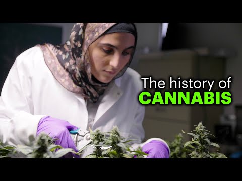 Where Did the Cannabis Plant Come From?