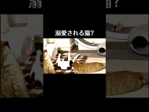 溺愛される猫？　#shorts 【ねこによる。ｃｈ】