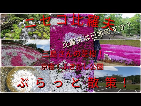 ニセコ比羅夫（比羅夫は日本ですか?）三島さんの芝桜京極！ふきだし公園ぶらっと散策【過走行ワゴンRで走り回り動画撮ってます】まだまだ走れます#芝桜#ニセコ#京極