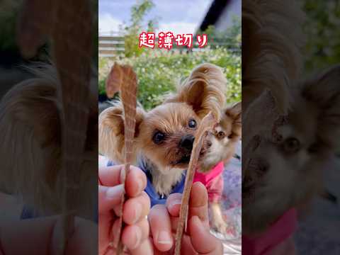 3時のおやつ🐶💕🐶シニア犬・幼犬・超小型犬用のおやつ🩷