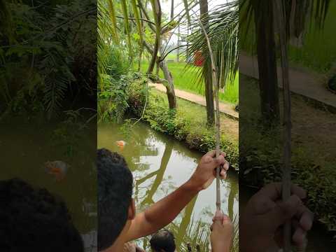 Village Fishing 🎣🎣  || Rupchand Fish #fishing #village