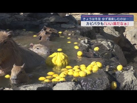 12月21日は冬至　静岡・伊東市の伊豆シャボテン動物公園で恒例の「カピバラのゆず湯」が始まる