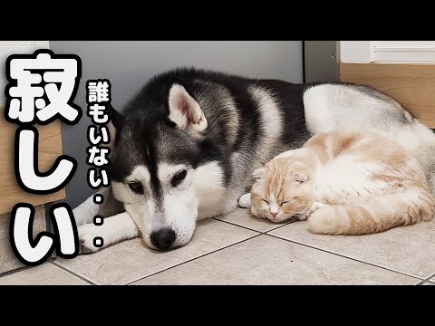 ごみ捨てから戻ると猫と犬が寂しくて玄関でこうなってました...