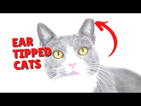 Ear Tipped Cats | Two Crazy Cat Ladies