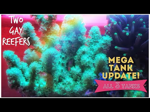 Mega Tank Update! All Three Tanks - Jar Reef, Red Sea and #Reefzilla