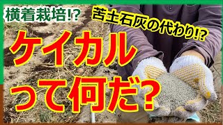 【横着栽培】　苦土石灰の代わりにケイカルを使って土作り