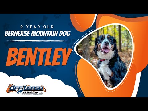 Bentley | 2yo. Bernease Mountain Dog | Best Dog Trainers in Alexandria Va.| Off Leash K9 Training