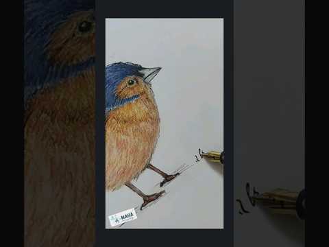 Pitt pastel art.!✍🏻❤ bird drawing.!🐦#birdart #art #drawing #softpastelart #fyp #chaffinch #bird #fyp