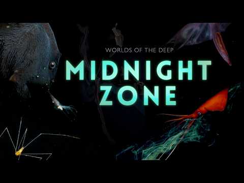 Into the Midnight Zone: Secrets of the Ocean Void