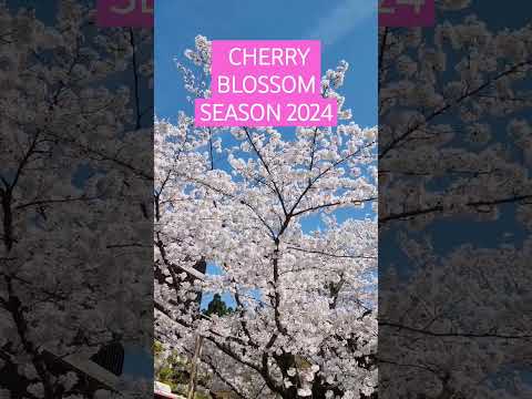 Cherry Blossom 2024 #Sakura #CherryBlossom #Tokyo #Japan