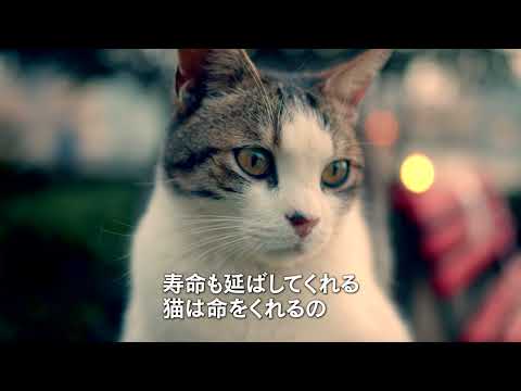 2025/1/10（金）公開『ねこしま』予告編