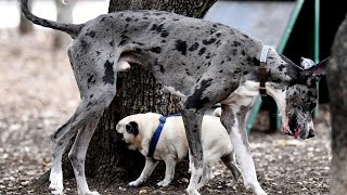 Great Dane and Canine Mental Enrichment Toys Stimulating Play