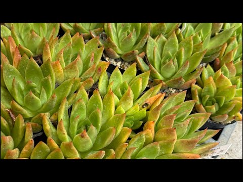 【多肉植物】そろそろ植え替え始めますか！2024.09.12