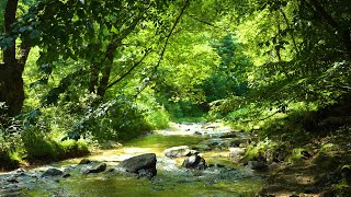 The sound of water in a cool, green valley, a cool summer valley in a deep forest ASMR 🌿