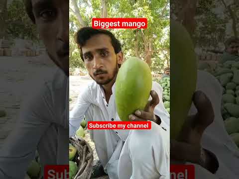 Biggest Mango #beautiful #shorts #mango #pigeon #comedyvideos #homingpigeons #kabootar #funnyshorts