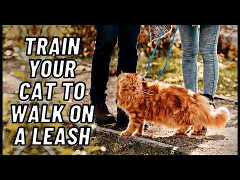 Train Your Cat To Walk On A Leash