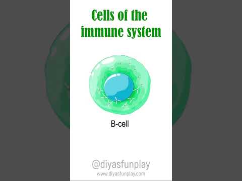 cells of the immune system - #shorts - #diyasfunplay