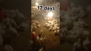 #youtube #chicken #poultrydays #chickenfarming #youtubeshorts #poultry #poultryfarming #17days