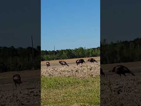 Turkey Hunting South Carolina | Jakes Feeding  #turkeyhunting #turkey #outdoors