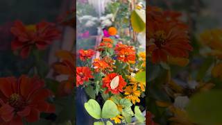 A Beautiful Blend of Indoor and Outdoor Gardens in My Home / #homesandgardens #shortvideo #tips