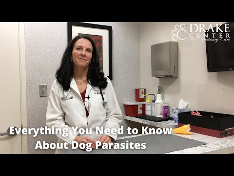 Everything You Need to Know About Dog Parasites