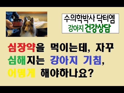 심장약을 사용하는데도 심장병으로 인한 기침을 하는 강아지, 어떻게 해야 하나요?