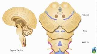 AXON: Spinothalamic Pathway (Pain & Temperature) From Foot (1 of 9)