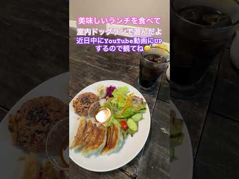 旧ロイズクラブ、現在ベスティーズトウキョウに行って来ました😄　近日中にYouTube動画にUPしますので、観てくださいね❣️#フレンチブルドッグ #フレブル多頭飼い #frenchbulldog