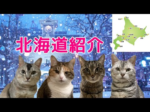 北海道のグルメや観光地など良い所を紹介！おしゃべりペット