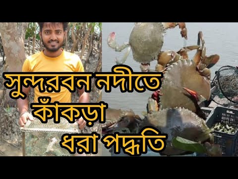 সুন্দরবন নদীতে কাঁকড়া ধরা পদ্ধতি 🦀🦐🔥!!  Methods of catching crabs in the Sundarbans river  pat -2