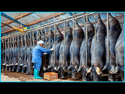 How Chinese Farmers Millions Raise And Process Of Black Pigs in Factory - Black Pig Farm Technology